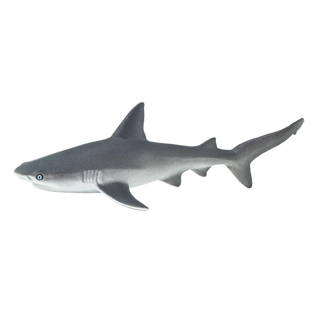 100099-Gray Reef Shark