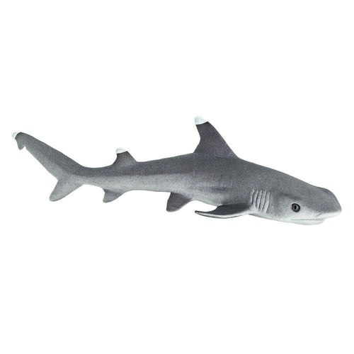 100100-Whitetip Reef Shark