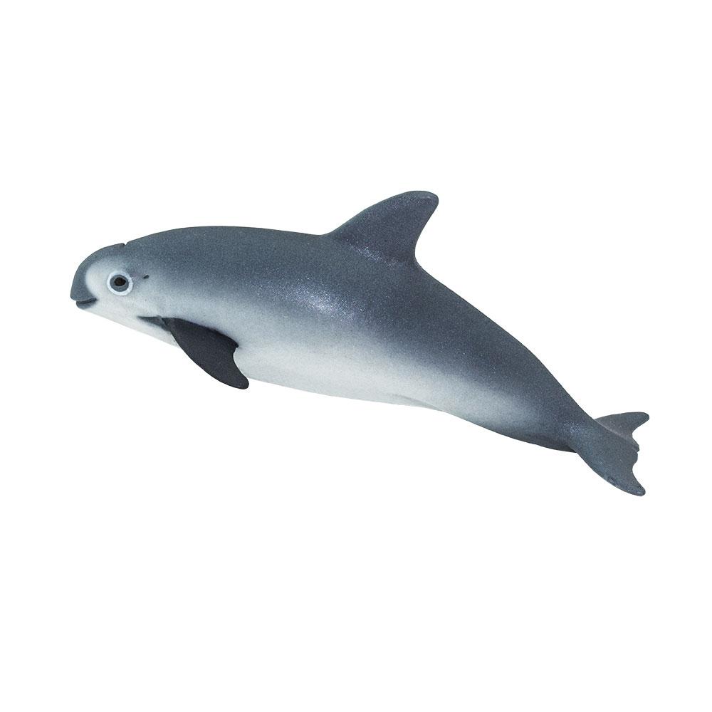 100101-Vaquita Porpoise