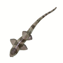 Cargar imagen en el visor de la galería, 100311-Bamboo Shark |NEW