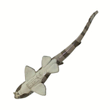 Cargar imagen en el visor de la galería, 100311-Bamboo Shark |NEW