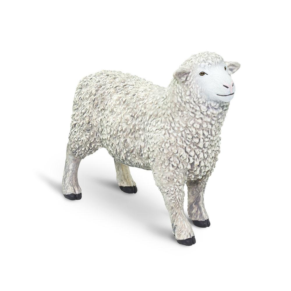 162429-Sheep