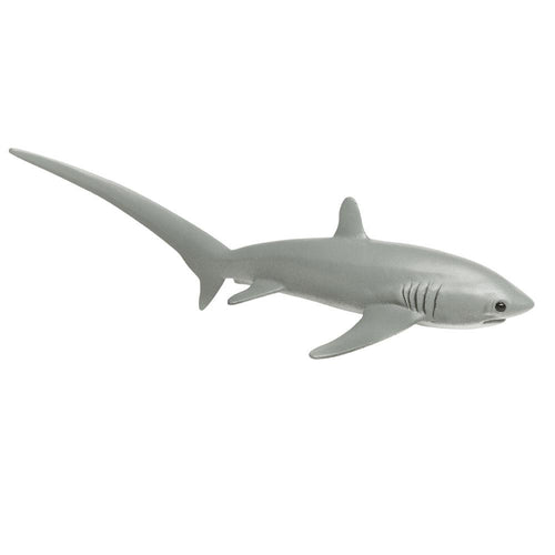 200229-Thresher Shark