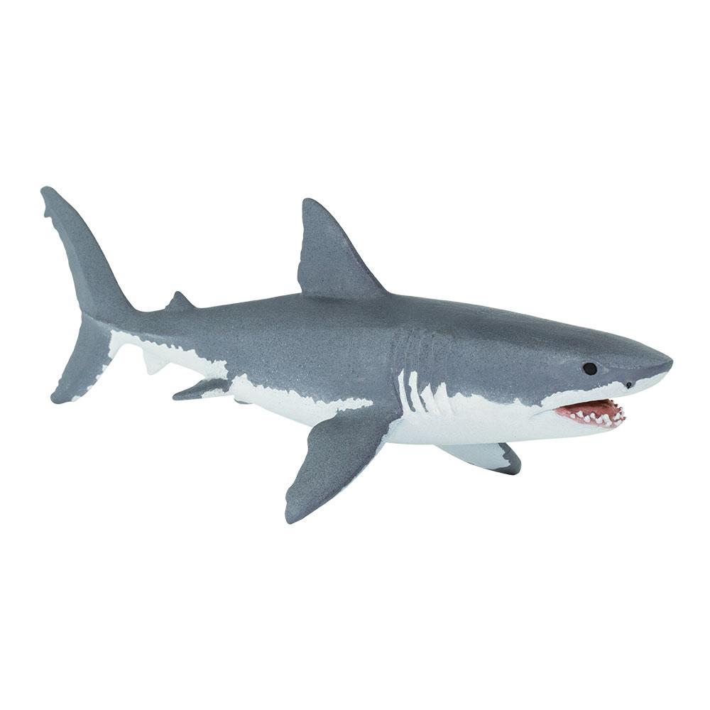 200729-Great White Shark