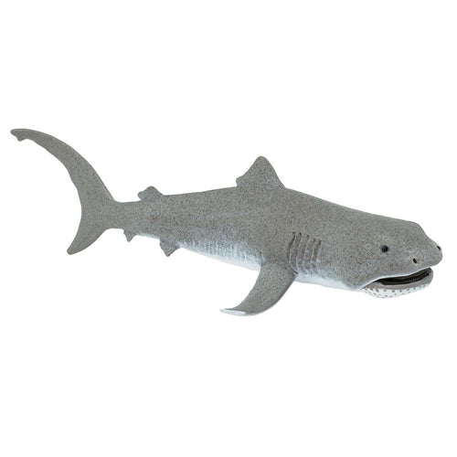 201029-Megamouth Shark