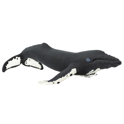 202029-Humpback Whale