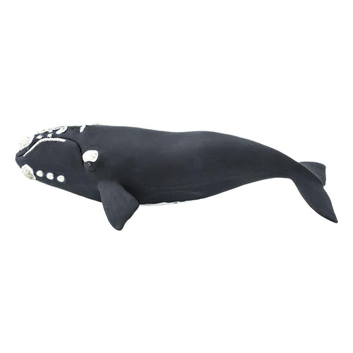 204229-Right Whale