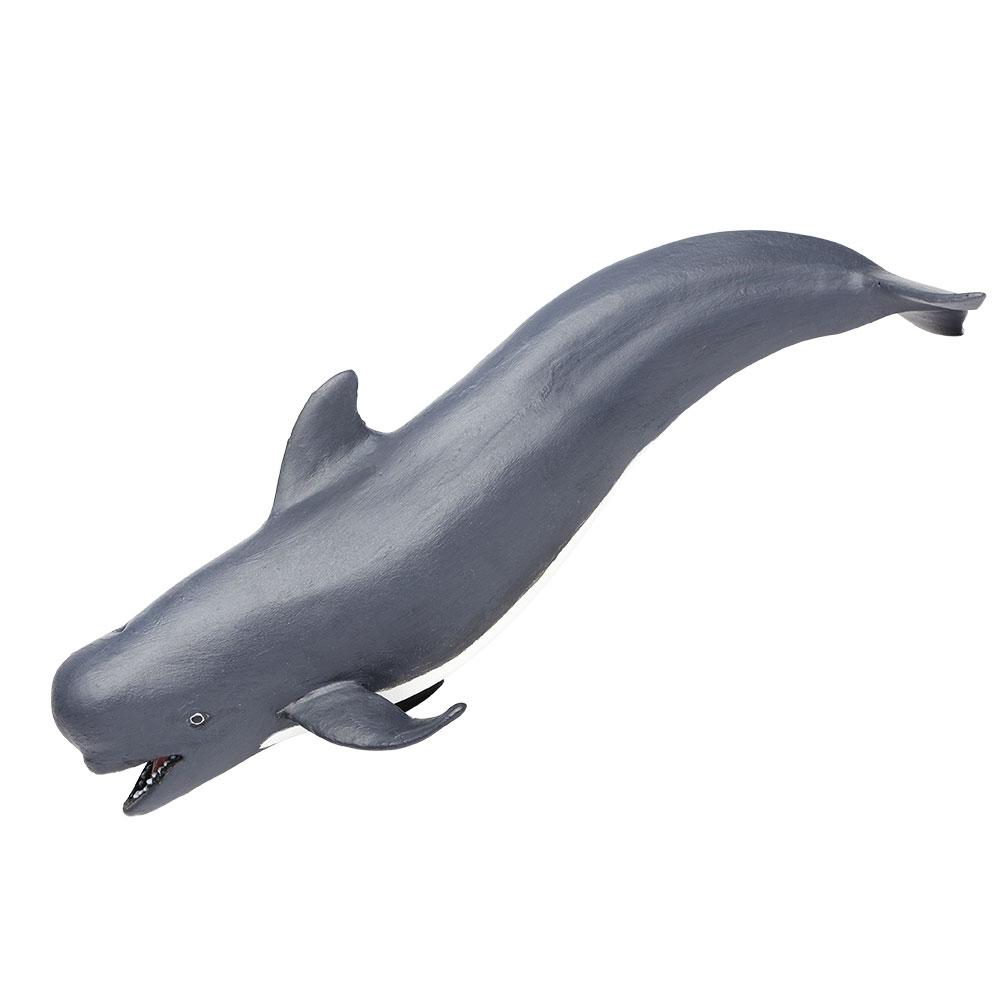 205629-Pilot Whale