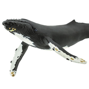 210002-Humpback Whale