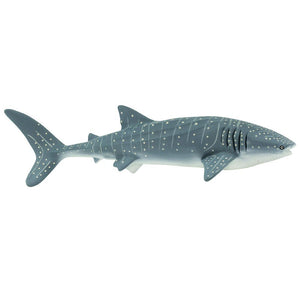 210602-Whale Shark