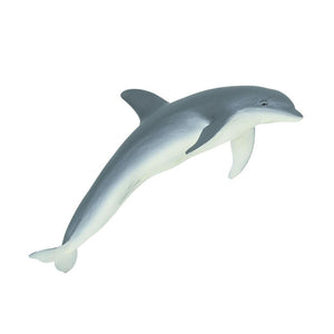 210802-Bottlenose Dolphin