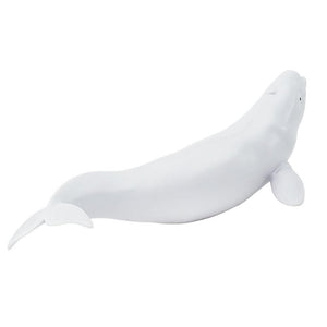 211002-Beluga Whale