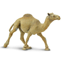 Cargar imagen en el visor de la galería, 222429-Dromedary Camel