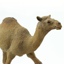 Cargar imagen en el visor de la galería, 222429-Dromedary Camel