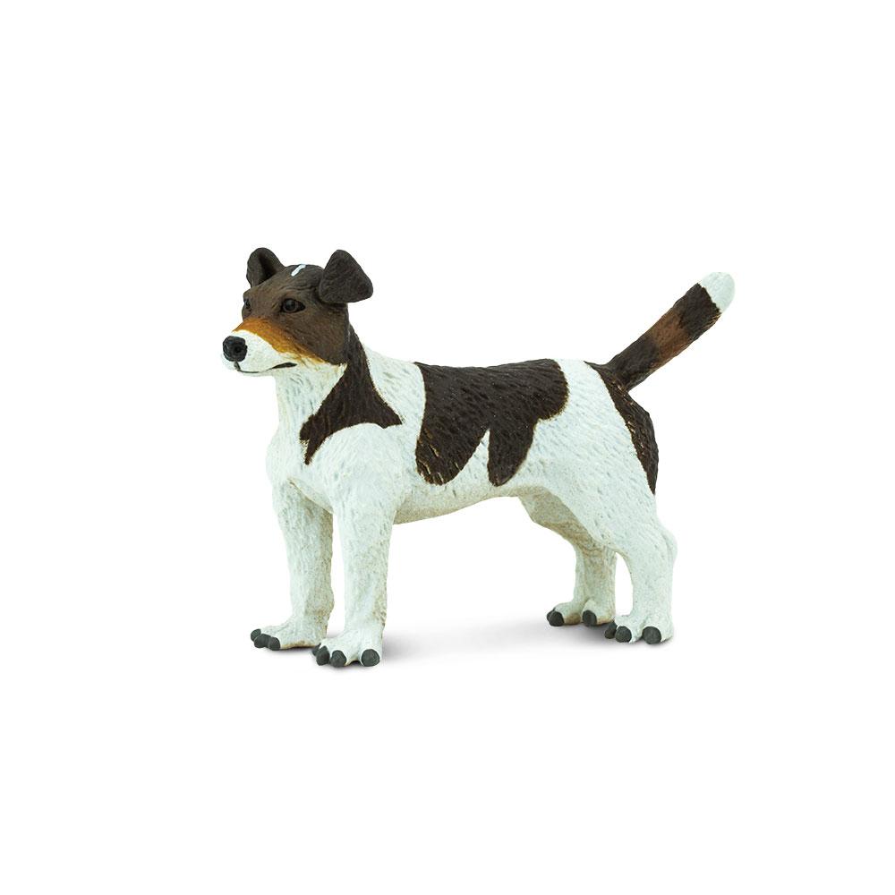254229-Jack Russell Terrier