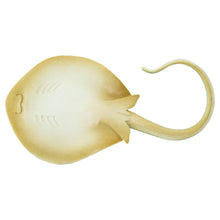 Cargar imagen en el visor de la galería, 267329-Blue Spotted Ray