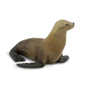 274229-Sea Lion