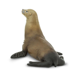 274229-Sea Lion