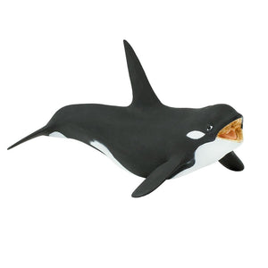 275129-Killer Whale