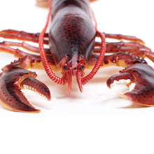 Cargar imagen en el visor de la galería, 281629-Maine Lobster