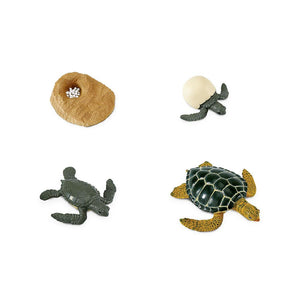 662316-Life Cycle of a Green Sea Turtle