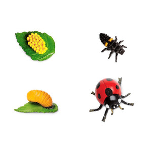 662716-Life Cycle of a Ladybug